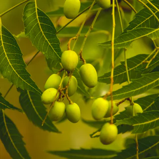 ingredients in pineal guardian