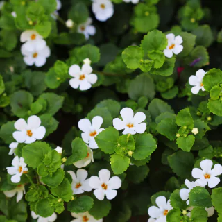 natural ingredients in pineal guardian